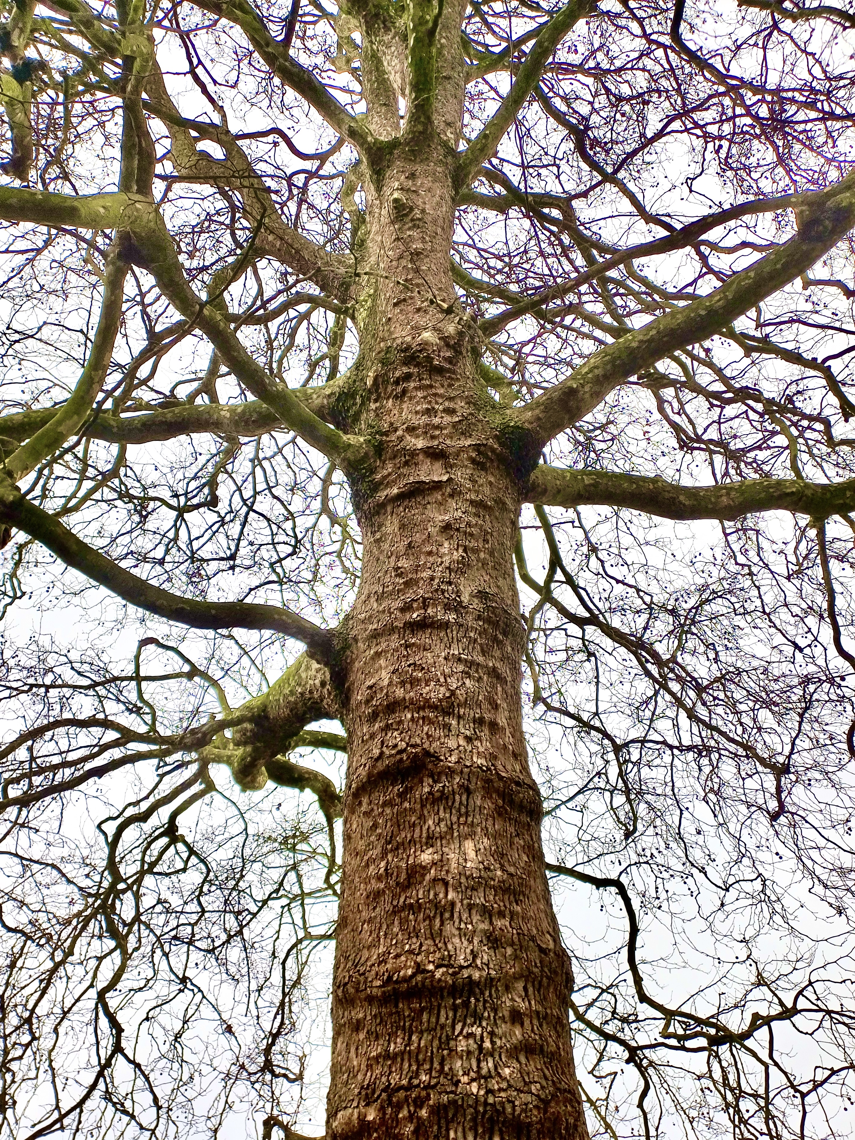 Nature 2
