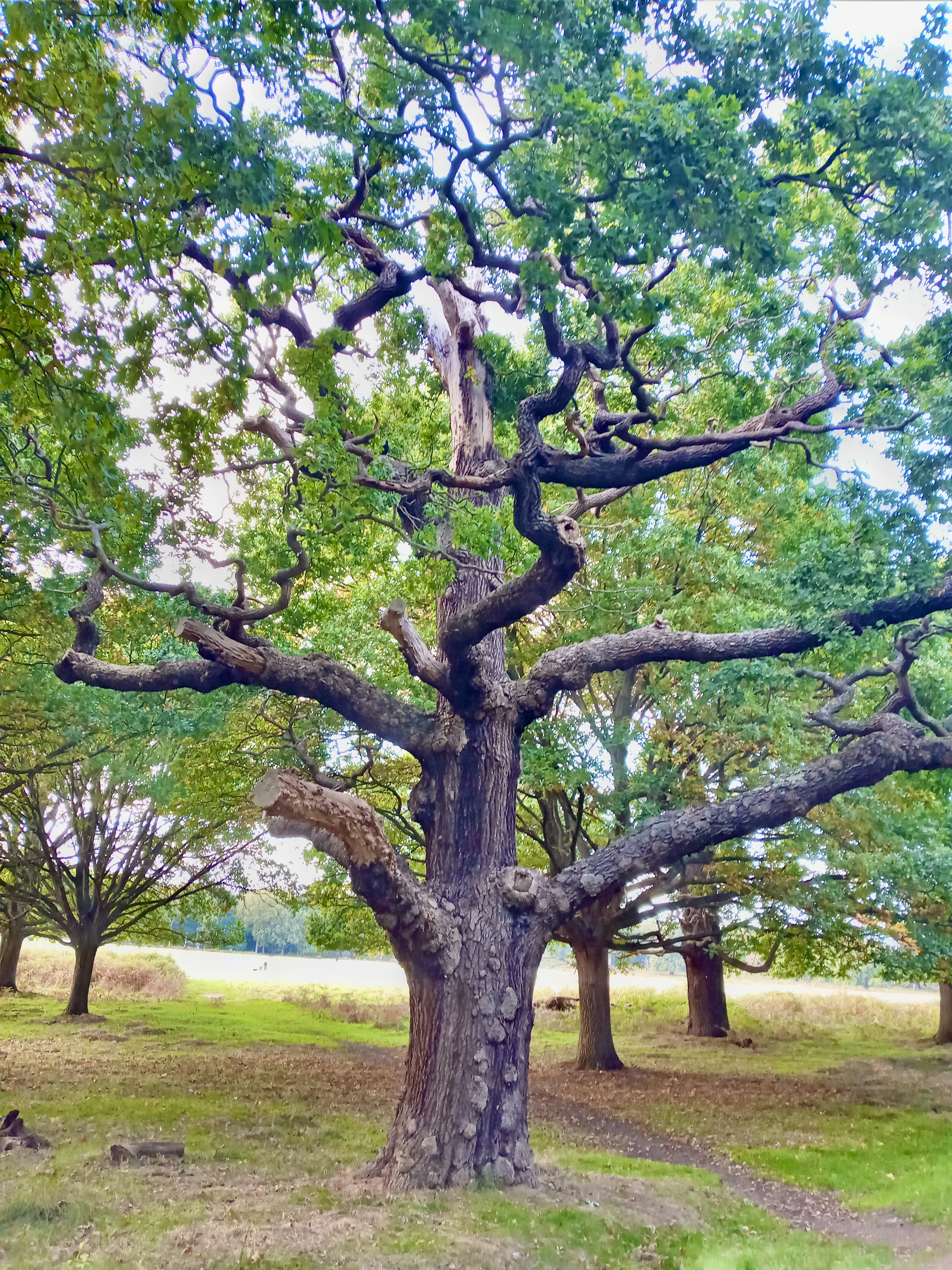 Nature 3