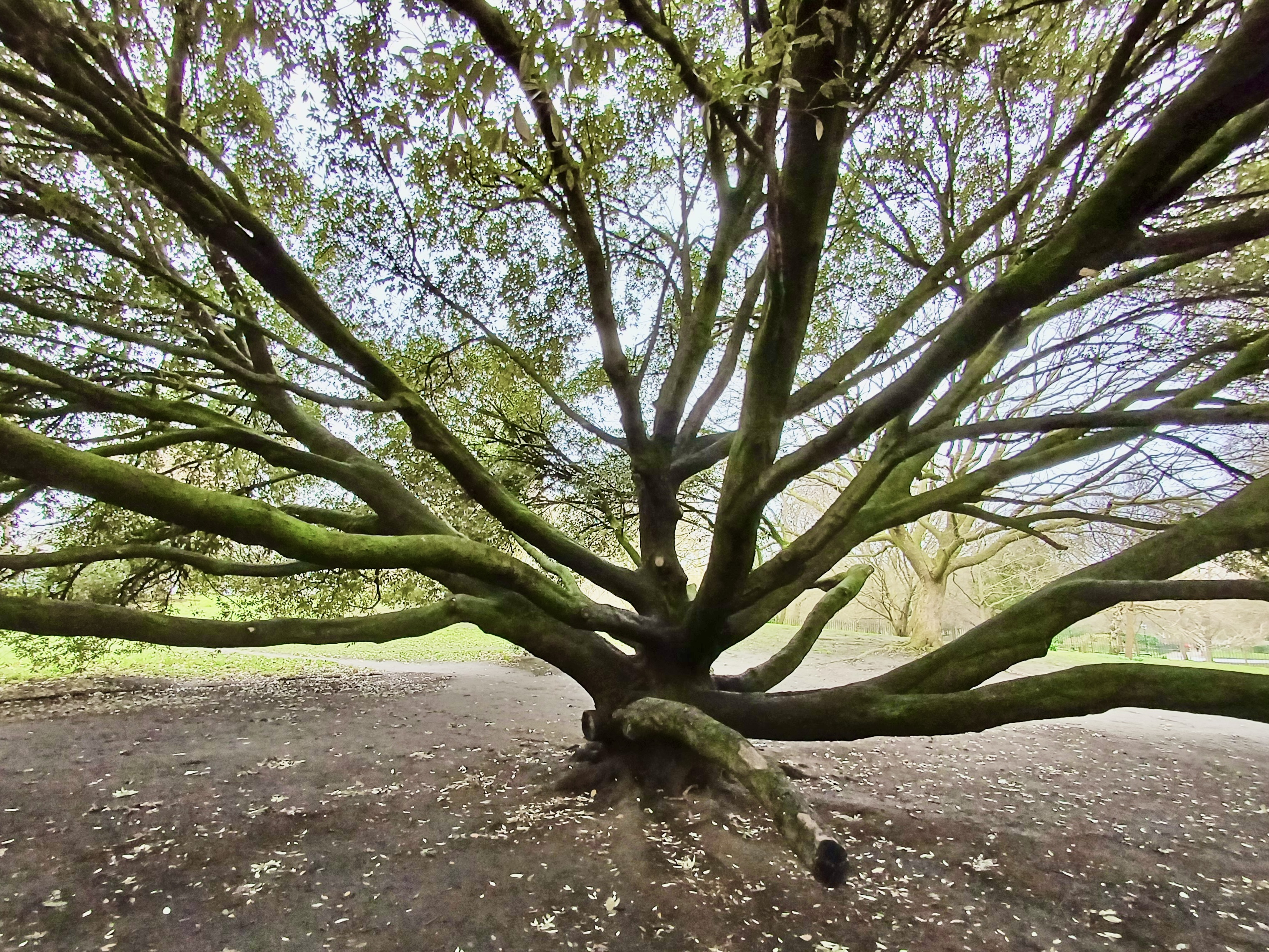 Nature 4