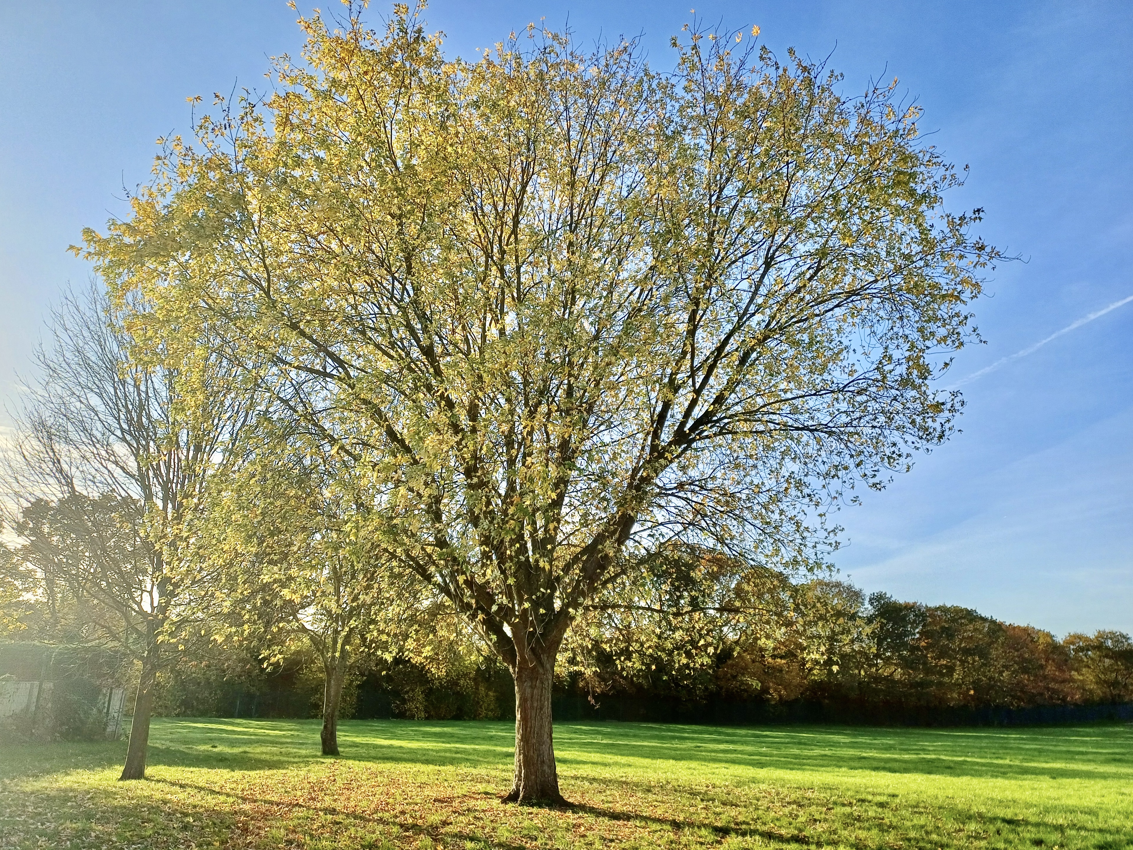 Nature 6