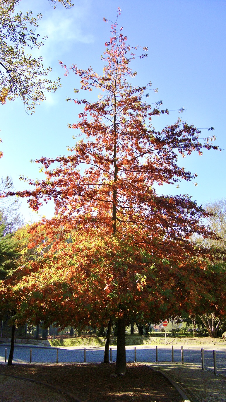 Nature 7