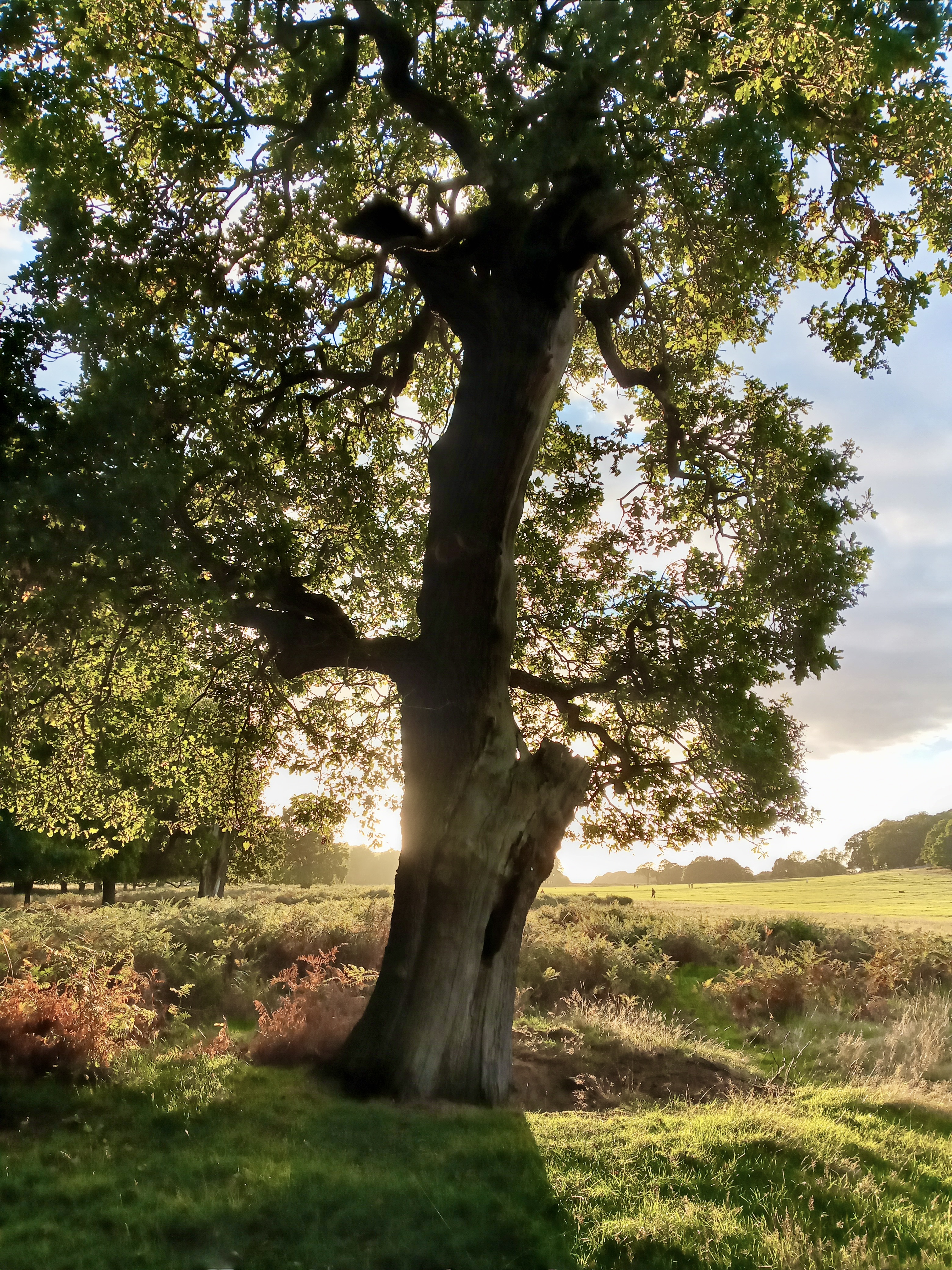 Nature 8